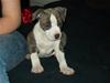Amerikansk staffordshire terrier Zareska