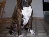 Amerikansk staffordshire terrier Lloyd *Himmelhund* [ Himmelhund]