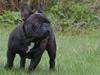 Fransk bulldog Lexus