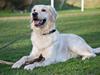Golden retriever Shadow