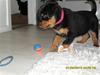 Rottweiler Von Hause Nomis Keeba