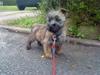 Cairn terrier Walther