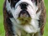 Engelsk bulldog Herman