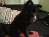 Pomeranian Nova