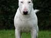 Bullterrier Louis-Bigshots Road trip