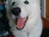 Hvid Schweizisk Hyrdehund Jinka Josefine