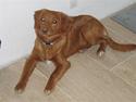 Nova scotia duck tolling retriever Tasha