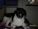 Dansk svensk gaardhund Berta