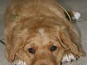 Nova scotia duck tolling retriever Bol Tol Viktor