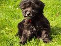 Blanding af racer Lucky - Min prins