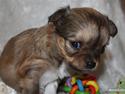 Chihuahua Felia / Ofelia :-)
