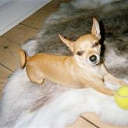 Blanding af racer Lola Rullegardina