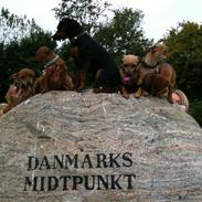 Blanding af racer Lola Rullegardina