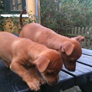 Blanding af racer Lola Rullegardina