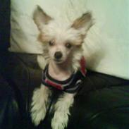 Chinese crested hårløs Malthe