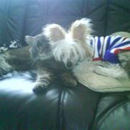 Chinese crested hårløs Malthe