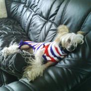 Chinese crested hårløs Malthe