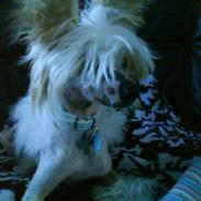 Chinese crested hårløs Malthe