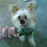 Chinese crested hårløs Malthe