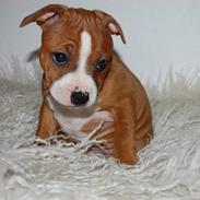 Staffordshire bull terrier mika  (kiksen)
