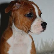 Staffordshire bull terrier mika  (kiksen)