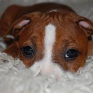 Staffordshire bull terrier mika  (kiksen)