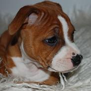 Staffordshire bull terrier mika  (kiksen)