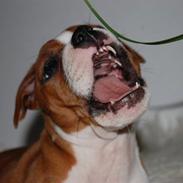 Staffordshire bull terrier mika  (kiksen)