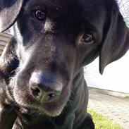 Labrador retriever Fifi!<3 *Mit Et&Alt*