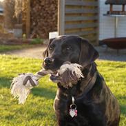 Labrador retriever Fifi!<3 *Mit Et&Alt*