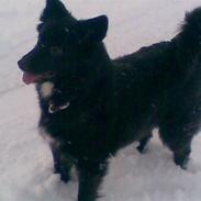 Islandsk fårehund Kira 