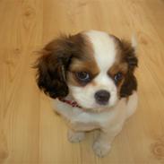 Cavalier king charles spaniel Bella
