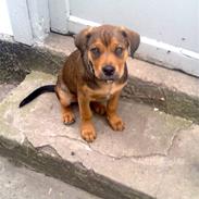 Blanding af racer Misha