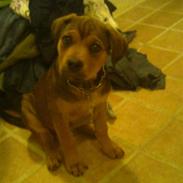 Blanding af racer Misha