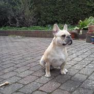 Fransk bulldog Rico