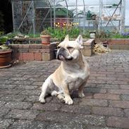Fransk bulldog Rico