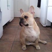 Fransk bulldog Rico