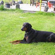 Dobermann Chico- R.I.P;(