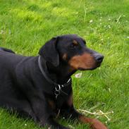 Dobermann Chico- R.I.P;(