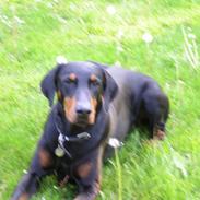 Dobermann Chico- R.I.P;(