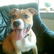Amerikansk staffordshire terrier Alfred