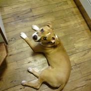 Amerikansk staffordshire terrier Alfred