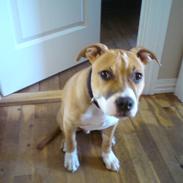 Amerikansk staffordshire terrier Alfred