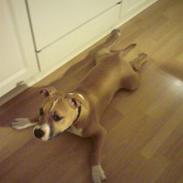 Amerikansk staffordshire terrier Alfred