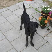 Labrador retriever Mimi