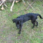 Labrador retriever Mimi