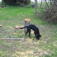 Labrador retriever Mimi