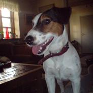 Jack russell terrier Disa