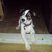 Jack russell terrier Disa