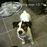 Jack russell terrier Disa